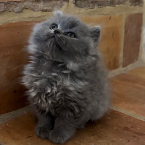 Disponibles à l'adoption chatons selkirk rex #5