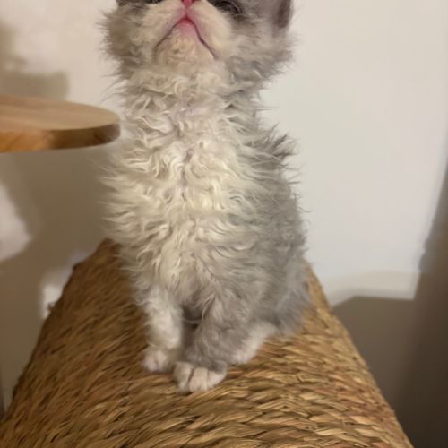 Disponibles à l'adoption chatons selkirk rex #8