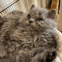 Disponibles à l'adoption chatons selkirk rex #2