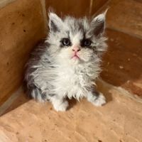 Disponibles à l'adoption chatons selkirk rex #6