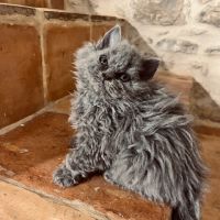 Disponibles à l'adoption chatons selkirk rex #0