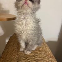 Disponibles à l'adoption chatons selkirk rex #8