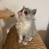 Disponibles à l'adoption chatons selkirk rex #9