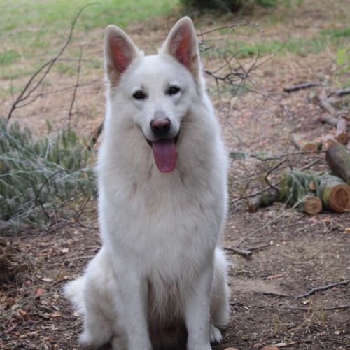 Berger blanc suisse lof poils long a reserver #2