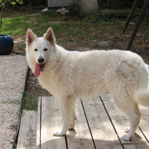 Berger blanc suisse lof poils long a reserver #3