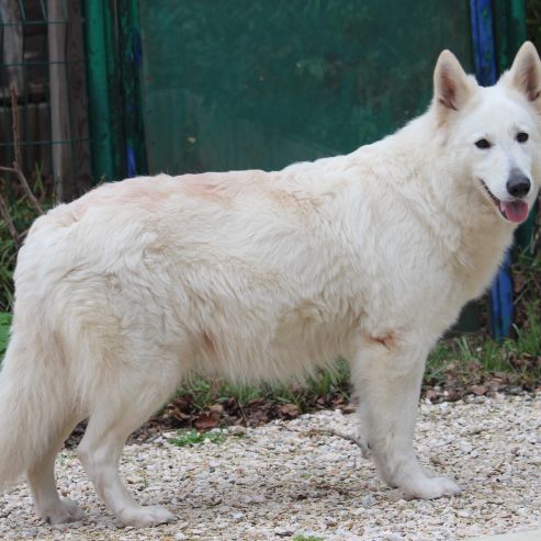 Berger blanc suisse lof poils long a reserver #4