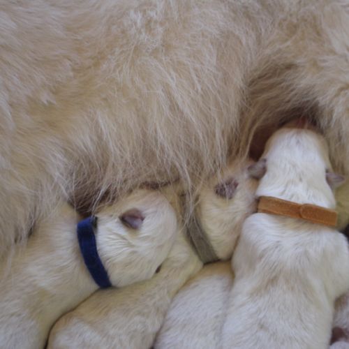 Berger blanc suisse lof poils long a reserver #7