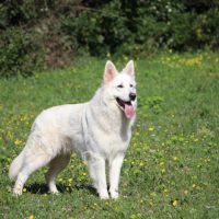 Berger blanc suisse lof poils long a reserver #1
