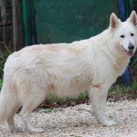 Berger blanc suisse lof poils long a reserver #4
