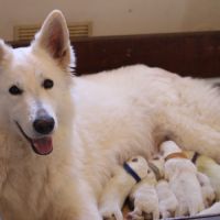Berger blanc suisse lof poils long a reserver