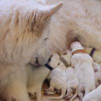 Berger blanc suisse lof poils long a reserver #6