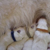 Berger blanc suisse lof poils long a reserver #7