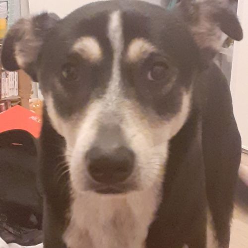 Donne husky croisé beauceron, nommé scouby #1