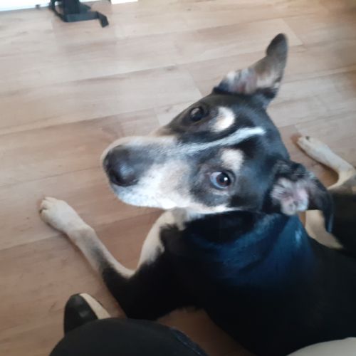 Donne husky croisé beauceron, nommé scouby #2