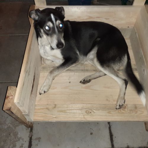 Donne husky croisé beauceron, nommé scouby #0