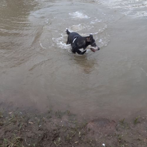 Donne husky croisé beauceron, nommé scouby #4