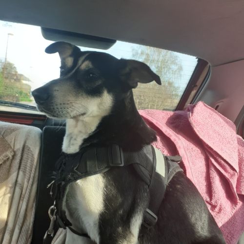 Donne husky croisé beauceron, nommé scouby #5