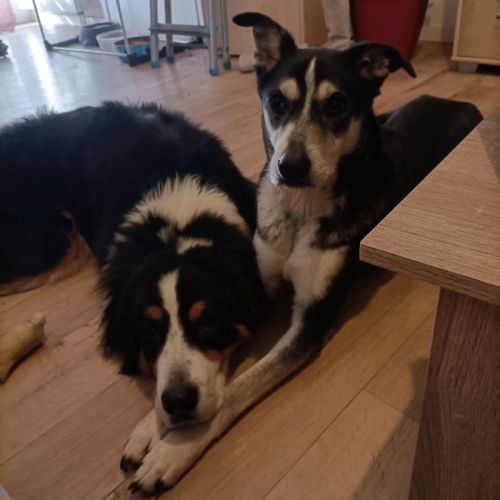 Donne husky croisé beauceron, nommé scouby #7