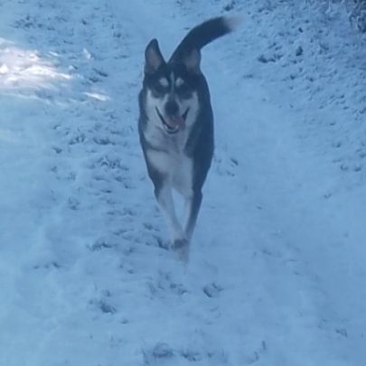 Donne husky croisé beauceron, nommé scouby #8