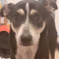 Donne husky croisé beauceron, nommé scouby #1