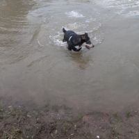 Donne husky croisé beauceron, nommé scouby #4