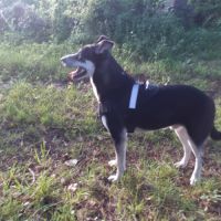 Donne husky croisé beauceron, nommé scouby #6