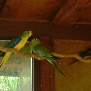 Perruches pennants et turquoisines