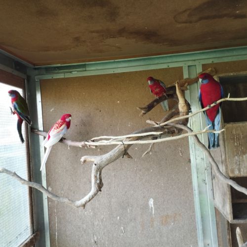 Perruches pennants et turquoisines #2