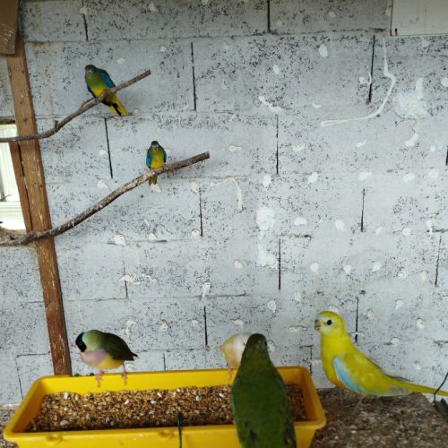 Perruches pennants et turquoisines #3