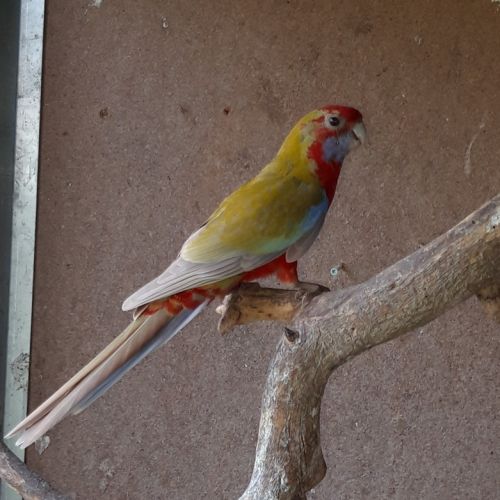 Perruches pennants et turquoisines #4