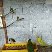 Perruches pennants et turquoisines #3