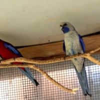 Perruches pennants et turquoisines #4