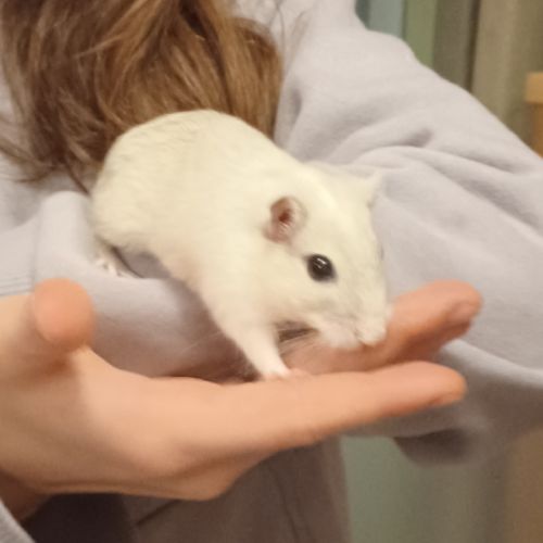 Donne bébés gerbilles #1