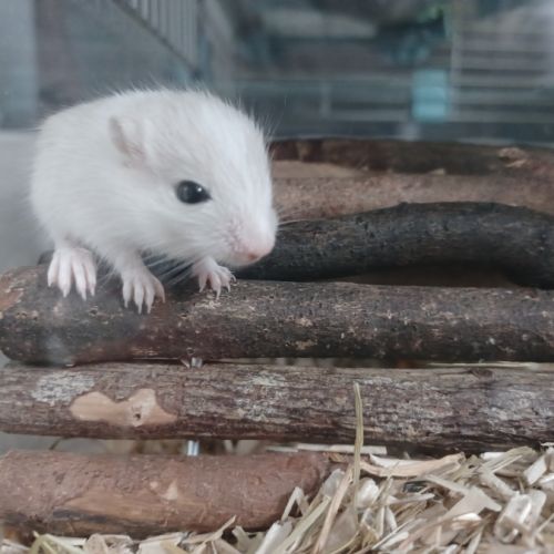 Donne bébés gerbilles #2