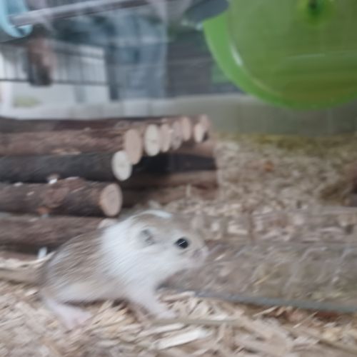 Donne bébés gerbilles #3