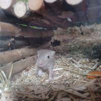 Donne bébés gerbilles