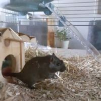 Donne bébés gerbilles #5