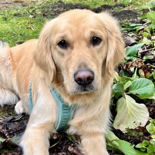 Volt cherche sa nouvelle famille