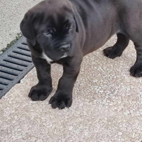 Chiot cane corso lof #2