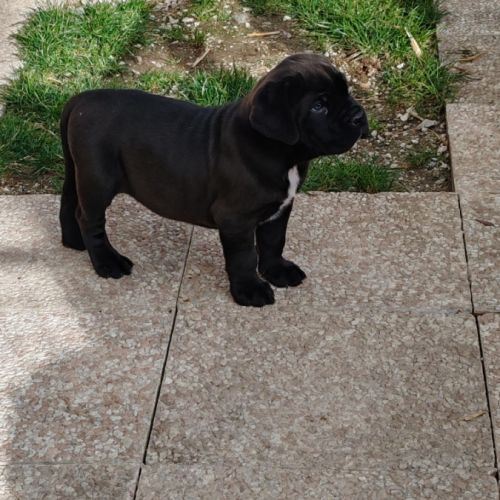 Chiot cane corso lof #0