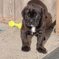 Chiot cane corso lof #1