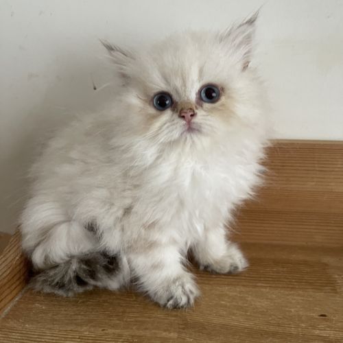 Deux chatons lonhair #2