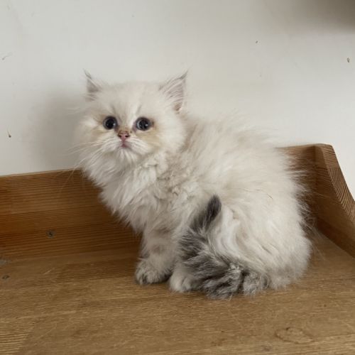 Deux chatons lonhair #3