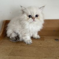 Deux chatons lonhair #0