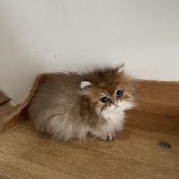 Deux chatons lonhair #4