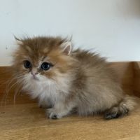 Deux chatons lonhair #5