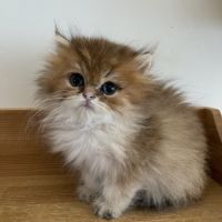 Deux chatons lonhair #6