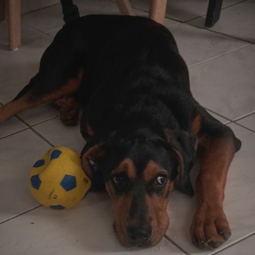 Jeune chien à donner contre bons soins urgent #3