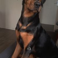 Jeune chien à donner contre bons soins urgent