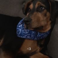 Jeune chien à donner contre bons soins urgent #2